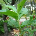 Lonicera alpigena P2D